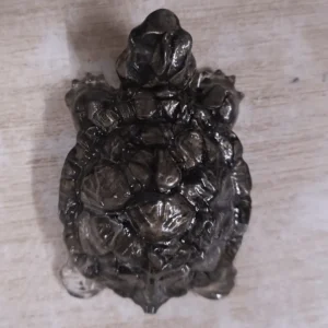 pyrite tortoise
